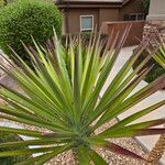 Yucca gloriosaFolla