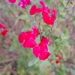 Salvia × jamensis Flower
