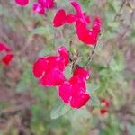 Salvia × jamensis Цветок