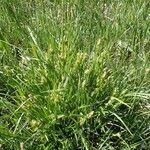 Carex pallescens 整株植物