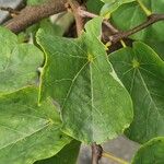 Cercis occidentalis Habitatea