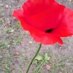 Papaver apulum Hedelmä