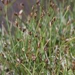 Eleocharis quinqueflora Habit