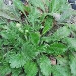 Scabiosa lucida 整株植物