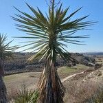 Yucca schidigera Frunză