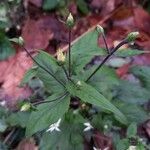 Oclemena acuminata Blad