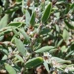 Polygonum maritimum Hostoa