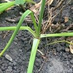 Allium giganteum Hoja