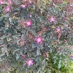 Rosa ferruginea Tervik taim