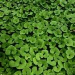 Asarum canadense Leaf