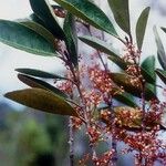 Austrobuxus huerlimannii Хабит