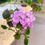 Lantana camaraKvet