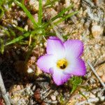 Linanthus dianthiflorus Flor