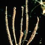 Drosera filiformis Φύλλο