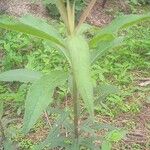 Vernonia noveboracensis Leaf