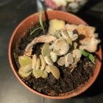 Cotyledon tomentosa Hoja