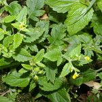 Calceolaria mexicana Flower