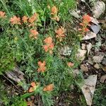 Castilleja miniata Flor