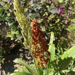 Sorghum bicolor花