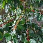 Coffea arabicaFrukt