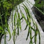 Parkinsonia aculeata Fruit