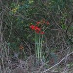 Phycella australis Habit