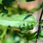 Brickellia eupatorioides List