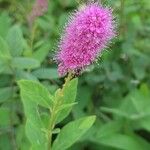 Spiraea douglasiiКвітка