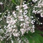 Erica arborea Fiore