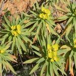 Euphorbia dendroides Flor