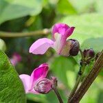 Phaseolus vulgaris Flower