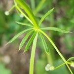 Galium spurium पत्ता