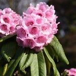 Rhododendron pudorosum Flor