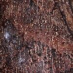 Casearia corymbosa Bark