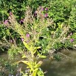 Epilobium palustre Blüte