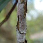 Rhododendron anthosphaerum Bark