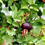 Rosa spinosissima Hábito