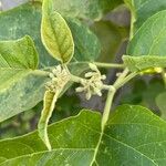 Solanum torvum ᱵᱟᱦᱟ