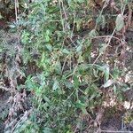 Rubia tinctorum অভ্যাস