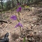 Cephalanthera rubraBlomma