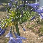 Agapanthus africanus Λουλούδι