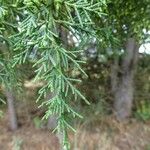 Cupressus lusitanica Φύλλο