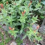 Spigelia marilandica Цвят