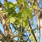 Acer cissifolium Folha