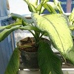 Dieffenbachia seguineبرگ