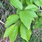 Alniaria alnifolia Листок