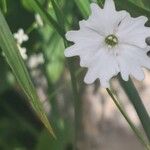 Heliosperma pusillum Flower