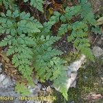 Asplenium balearicum Habitus