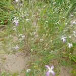 Matthiola longipetala Habit