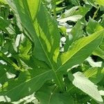 Cephalaria gigantea Leaf